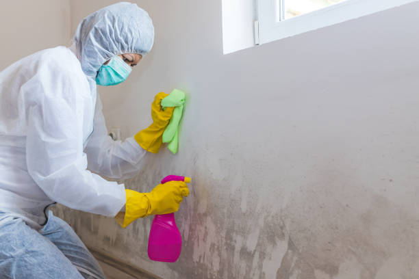 Best Basement Mold Removal  in North Hills, NY